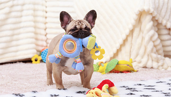 India’s pet care market to see steady growth to $7 billion market